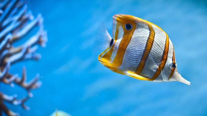 Fish in Blue Water